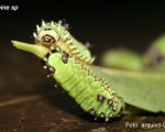 ACHARIA SP