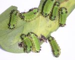 ACHARIA SP