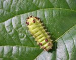 ACHARIA SP