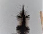 ARCTIIDAE
