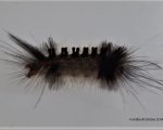 ARCTIIDAE