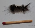 ARCTIIDAE
