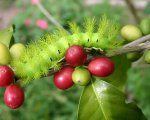 AUTOMERIS SP