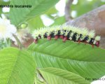 AUTOMERIS SP