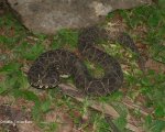 BOTHROPS ALTERNATUS