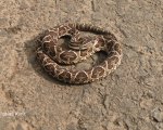 BOTHROPS ALTERNATUS