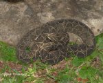 BOTHROPS ALTERNATUS