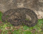 BOTHROPS ALTERNATUS