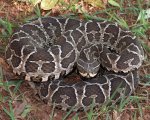 BOTHROPS ALTERNATUS