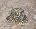 BOTHROPS DIPORUS