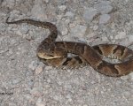 BOTHROPS JARARACA
