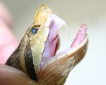 BOTHROPS JARARACA