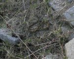 BOTHROPS JARARACA
