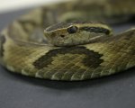 BOTHROPS JARARACA