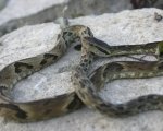 BOTHROPS JARARACA