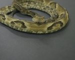 BOTHROPS JARARACA