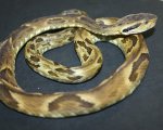 BOTHROPS JARARACA