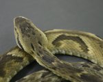 BOTHROPS JARARACA