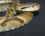 BOTHROPS JARARACA