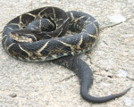 BOTHROPS JARARACUSSU