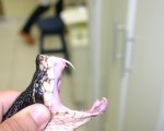 BOTHROPS JARARACUSSU