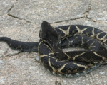BOTHROPS JARARACUSSU
