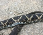 BOTHROPS JARARACUSSU