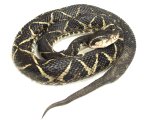 BOTHROPS JARARACUSSU