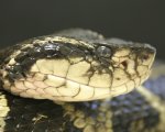 BOTHROPS JARARACUSSU