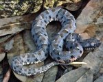 BOTHROPS NEUWIEDI