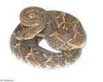 CROTALUS DURISSUS TERRIFICUS
