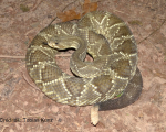 CROTALUS DURISSUS TERRIFICUS
