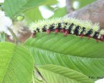 DIRPHIA SP