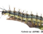 HYLESIA SP