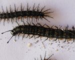 HYLESIA SP