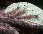 HYLESIA SP