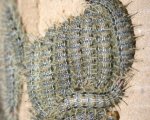 HYLESIA SP