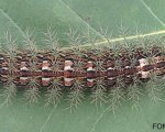 LONOMIA OBLIQUA