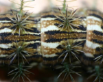 LONOMIA OBLIQUA