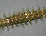LONOMIA OBLIQUA