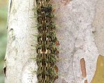 LONOMIA OBLIQUA