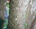 LONOMIA OBLIQUA