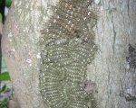 LONOMIA OBLIQUA