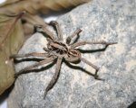 LYCOSA SP