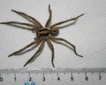 LYCOSA SP