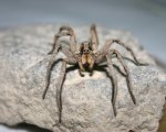 LYCOSA SP