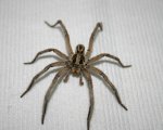 LYCOSA SP