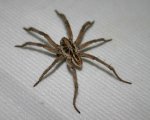 LYCOSA SP
