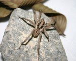 LYCOSA SP