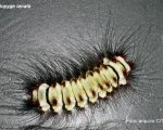 MEGALOPYGE LANATA